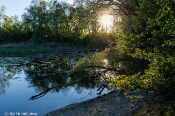 Ulrike_Hohnheiser_Abendruh
