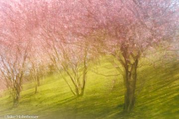 Ulrike_Hohnheiser_Kirschbaumbloete