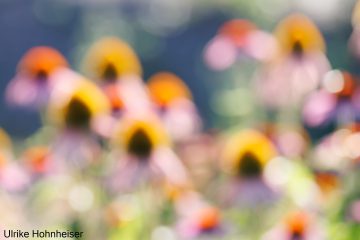 Ulrike_Hohnheiser_Sommerblumen