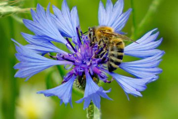 alex_pelka_2606_biene
