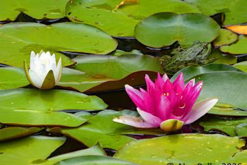 alex_pelka_2607_seerosen_mit_frosch
