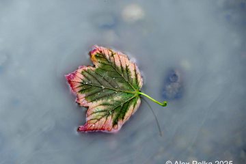 alex_pfuetzenblatt_2507